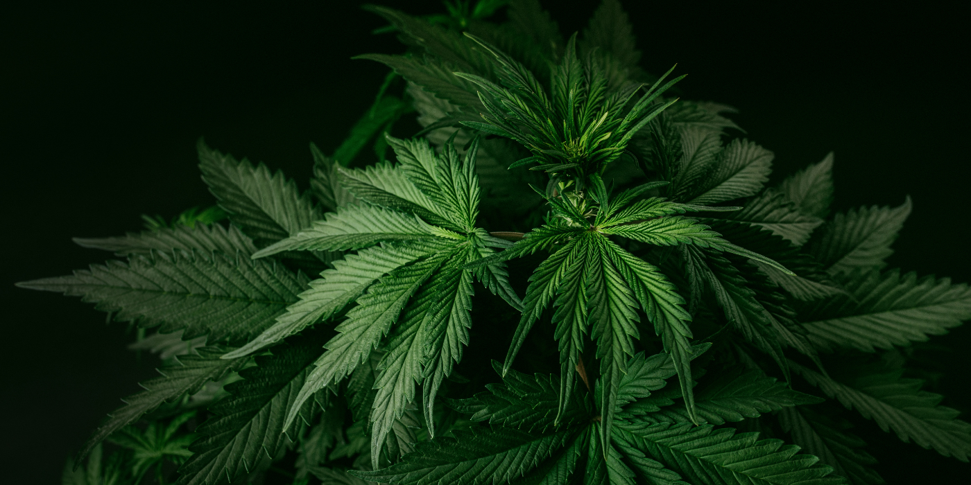 the benefits of small batch craft cannabis